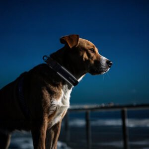 Collar reflectante JAECOO